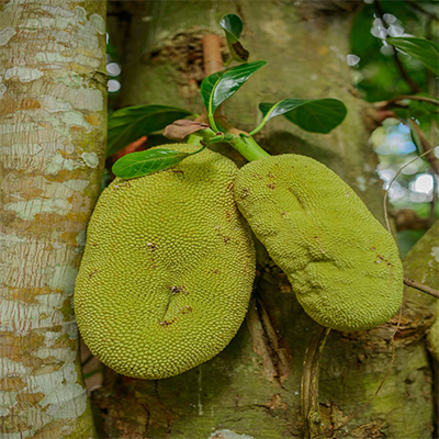 Arusha National Park